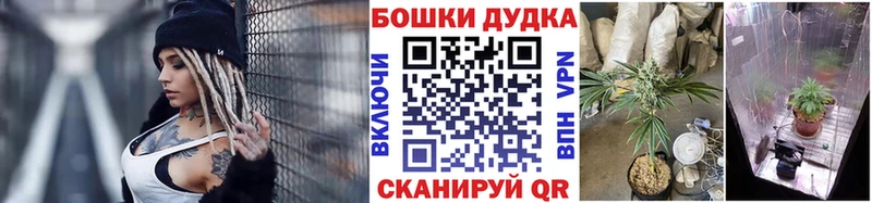 где можно купить   Калач  Каннабис семена 